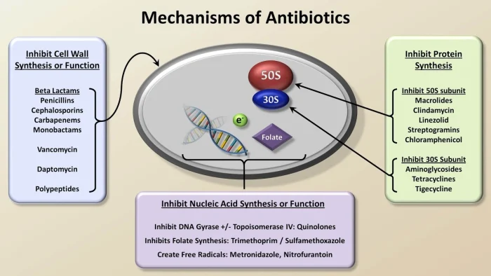 Understanding Antibiotics and Their Intended Purpose e1748253029533